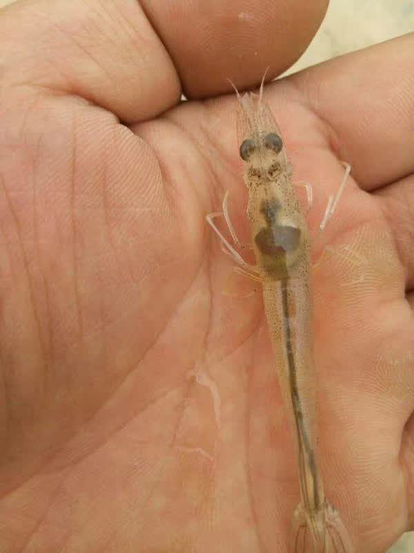 ϺӽĸϸڵЧ
