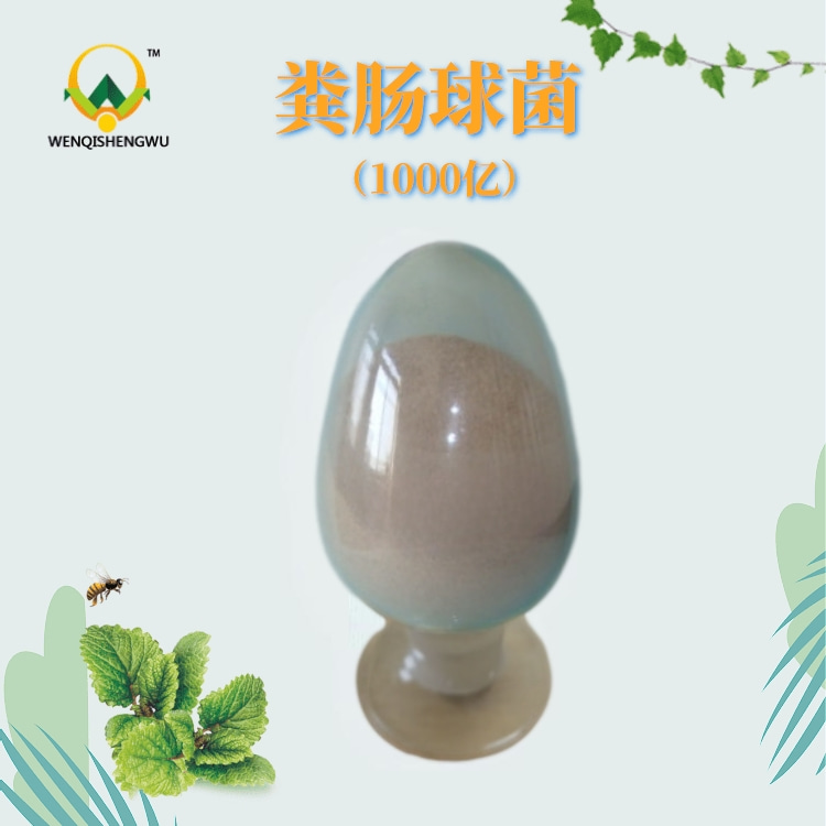 粪肠球菌